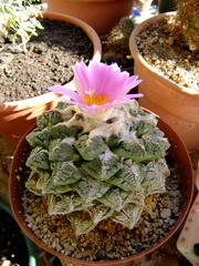 آريوكارپوس فیساراتوس